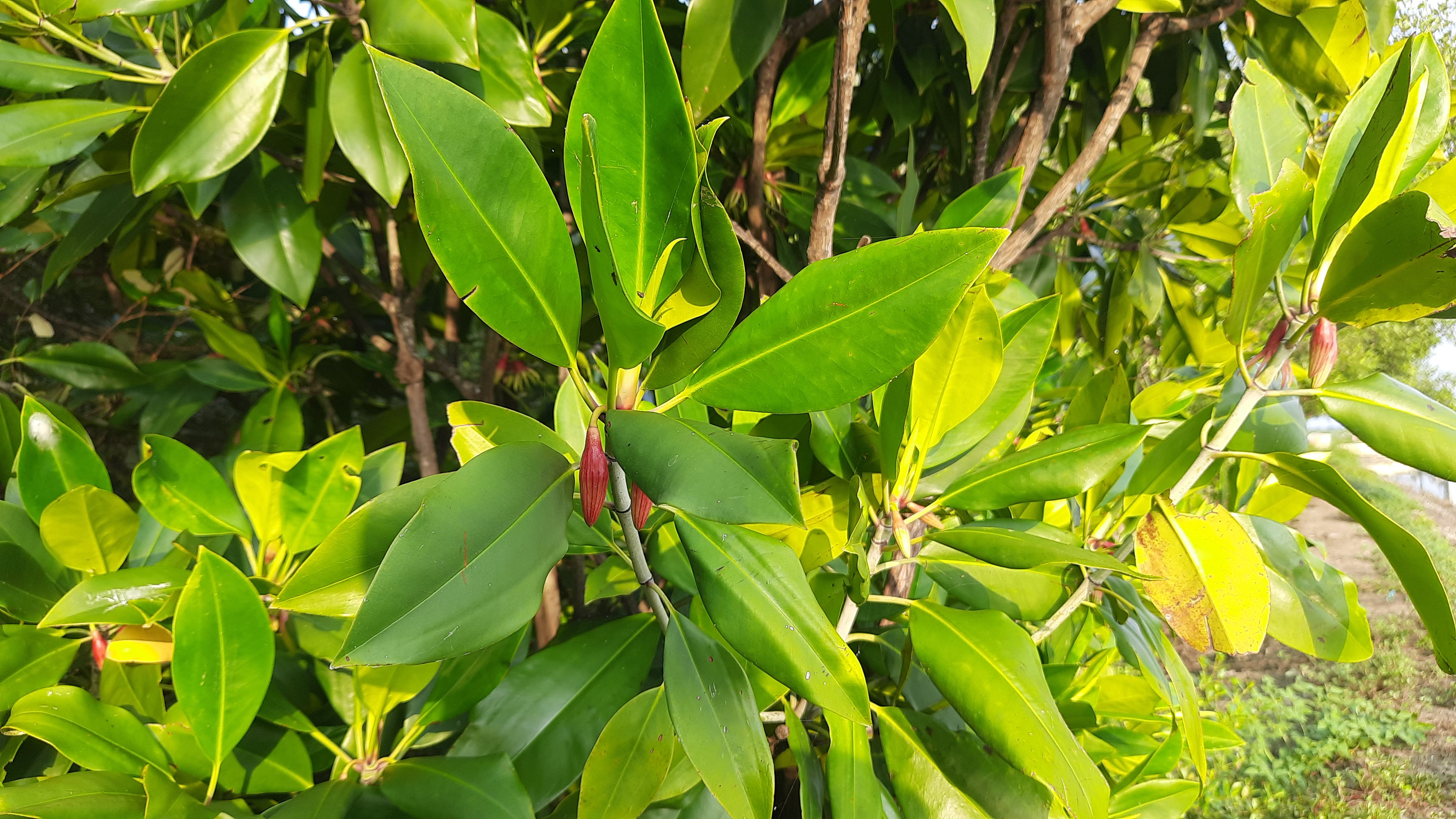 Tancang (Bruguiera)